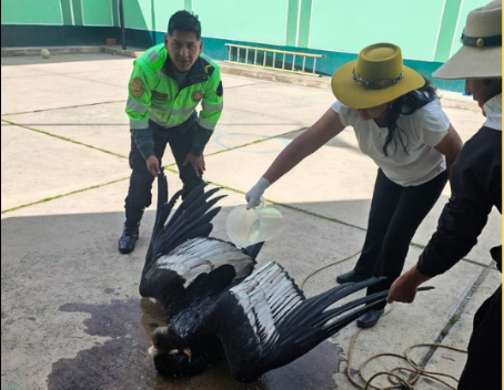 PNP RESCATA A CÓNDOR ANDINO INTOXICADO EN LA CARRETERA TOTORA–OROPESA